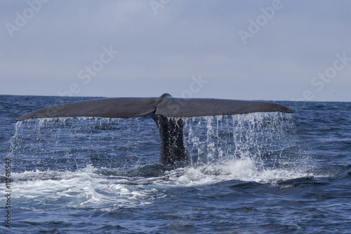 the tail of the sperm whale diving into the water on a sunny day © Tarpan