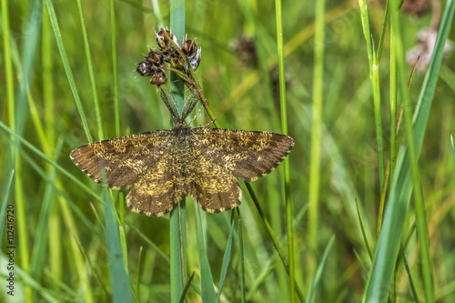 Heidespanner (Ematurga atomaria) photo