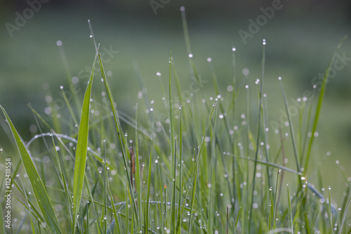Macro of grass with dew drops. Closeup of fresh grass with dew drops. Nature background. Morning in the field.
