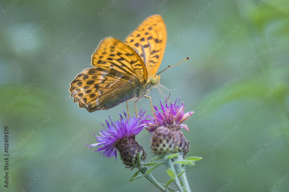 Silver-washed fritillary closeup Silver-washed fritillary closeup