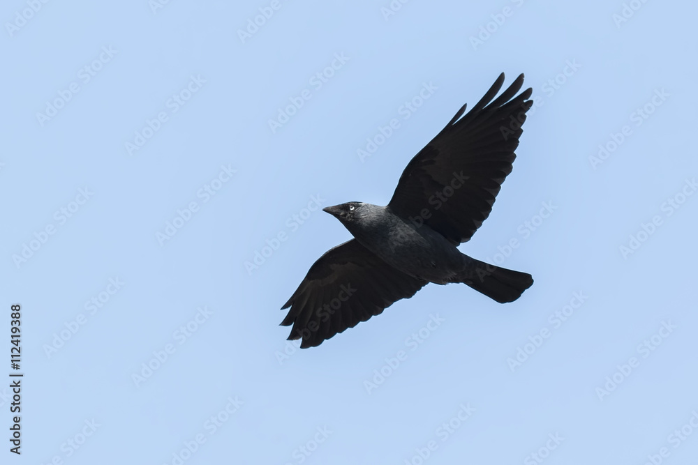 Obraz premium Flying Jackdaw, Corvus monedula bird