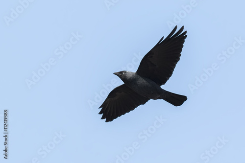 Flying Jackdaw, Corvus monedula bird