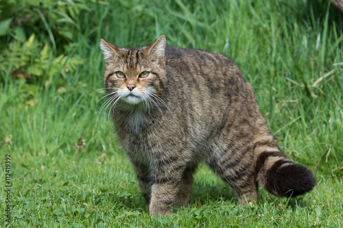 Photography Scottish Wildcat (Felis silvestris silvestris)