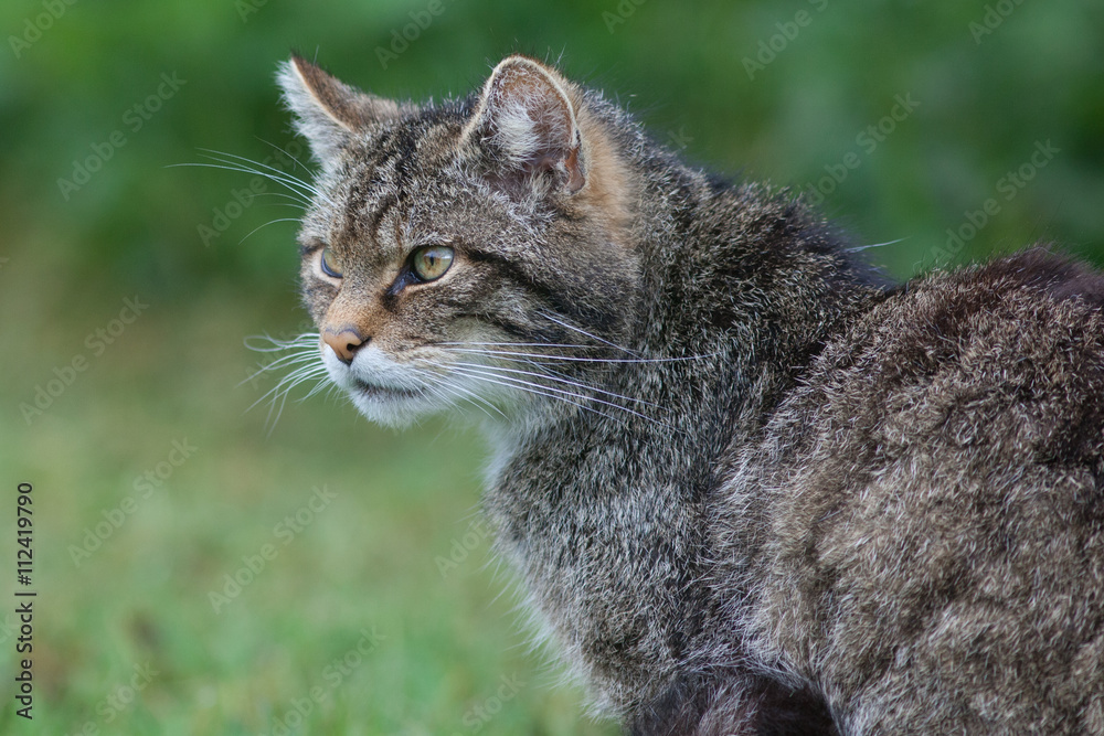Scottish Wildcat