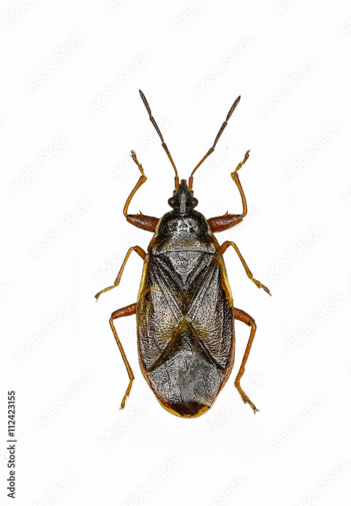 Spruce Cone Bug on white Background - Gastrodes abietum (Bergroth, 1914 ) Spruce Cone Bug on white Background - Gastrodes abietum (Bergroth, 1914 )