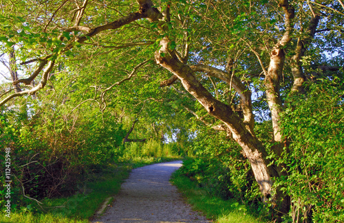 Summer morning at the Trustom Pond National Wildlife Refuge in South Kingstown, Rhode Island

