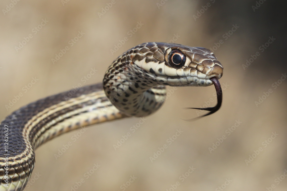 Desert Striped Whipsnake - Coluber taeniatus Desert Striped Whipsnake - Coluber taeniatus