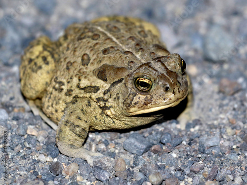 Woodhouse's Toad at Night