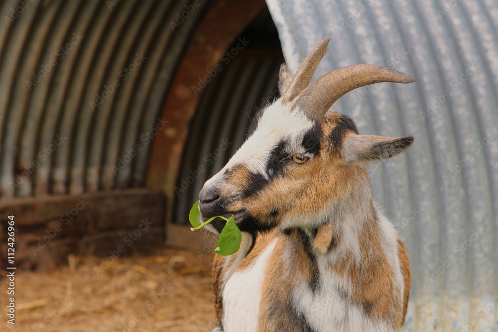 A goat eating leaves
