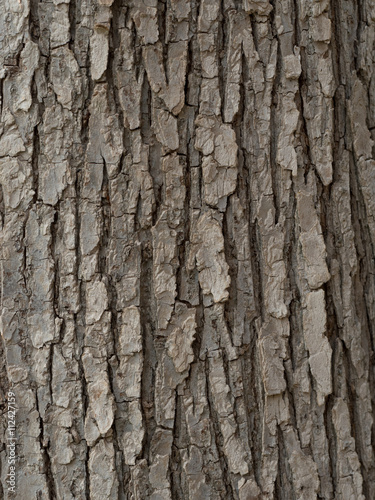 Fototapeta Naklejka Na Ścianę i Meble -  木の皮