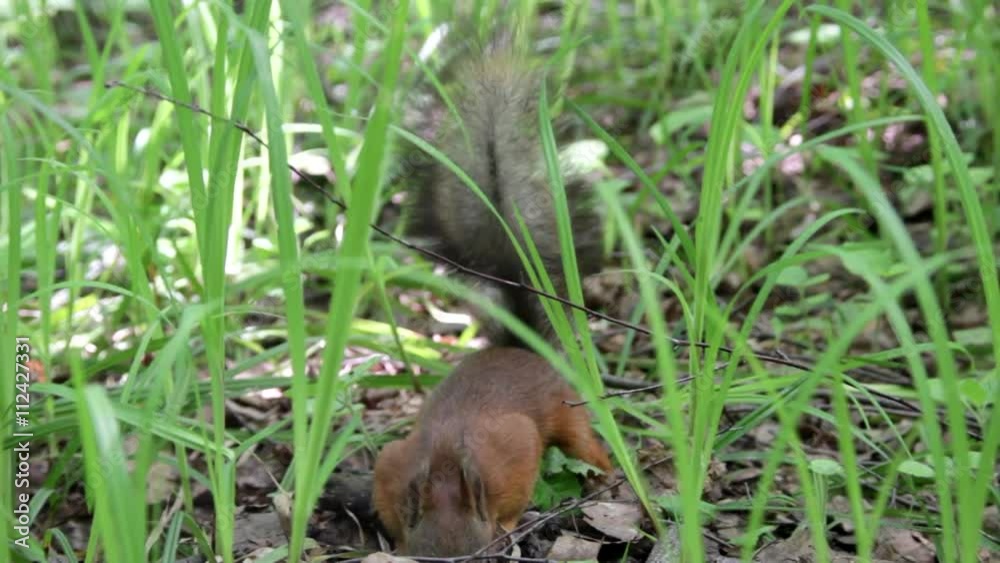 Squirrel searching for food on the ground in green grass, trying a stick and running away Squirrel searching for food on the ground in green grass, trying a stick and running away