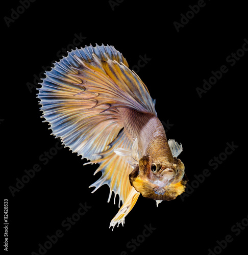 action of yellow Siamese fighting fish
