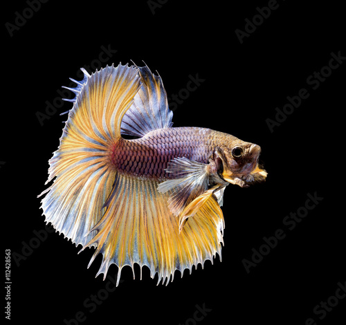Betta fish, siamese fighting fish © picstyle99
