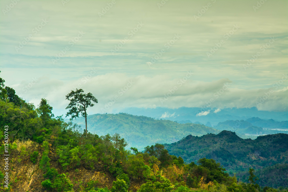 Mountain and trees of the rain forest.