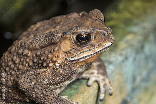 toad photo