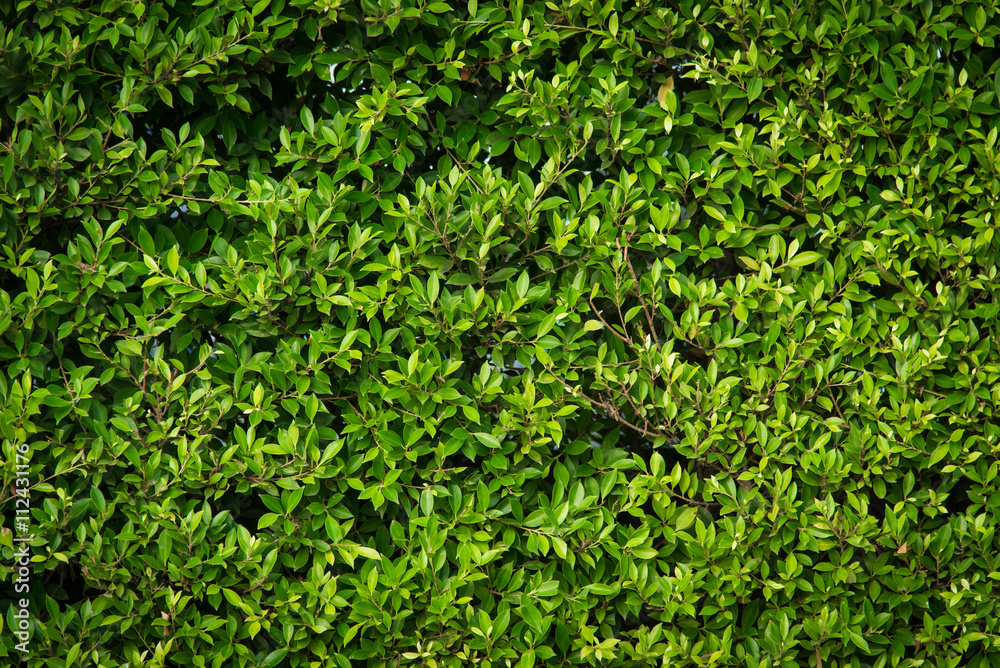 Green leaves