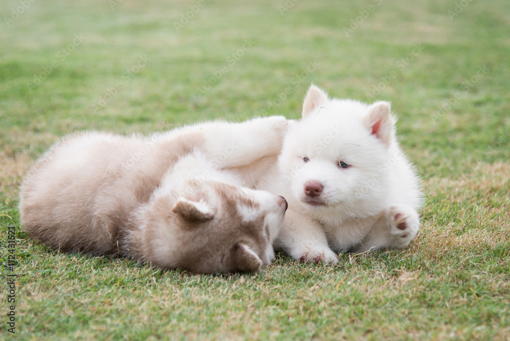 siberian husky puppies lying on green grass