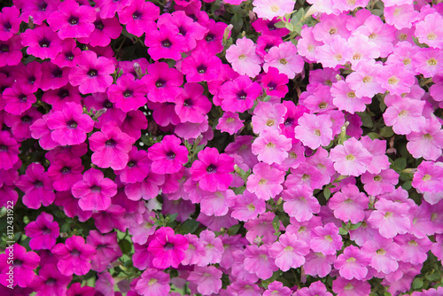 Beautiful flowers background