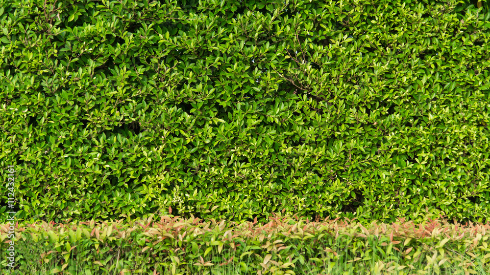 Green leaves