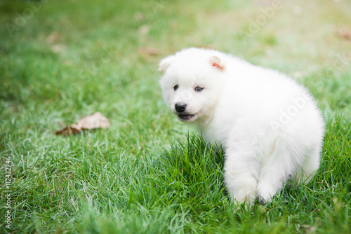 White puppy lying on green grass