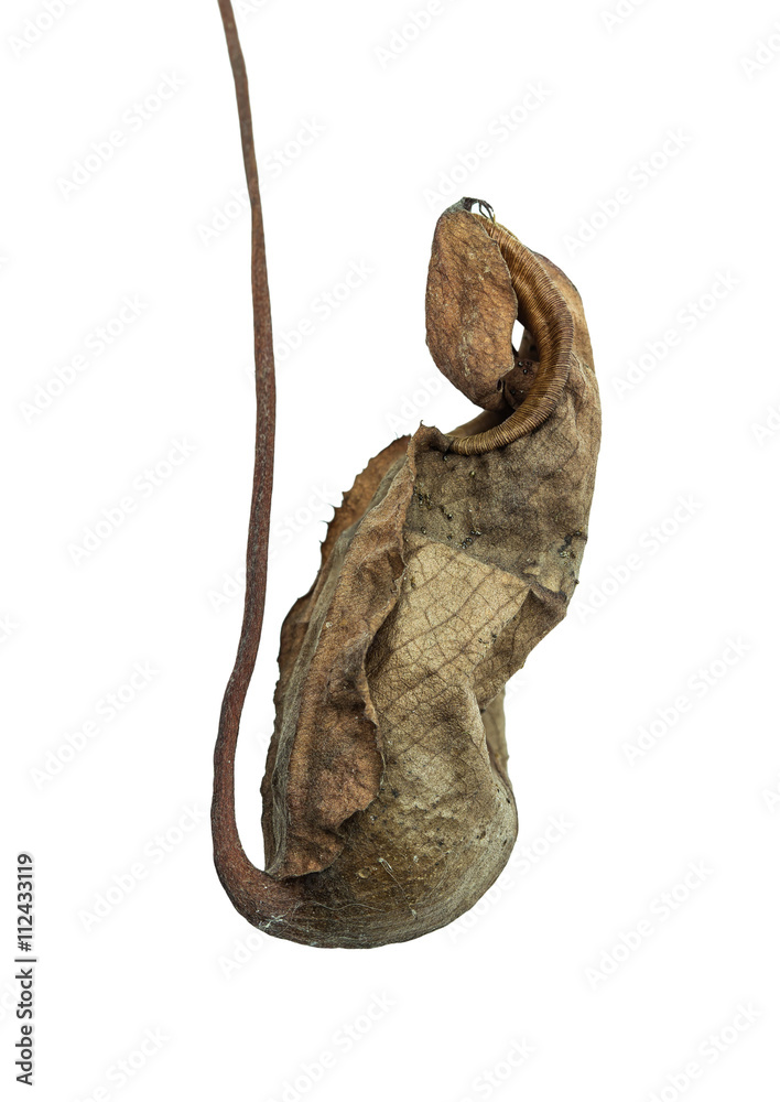 dead Nepenthes Ampullaria
