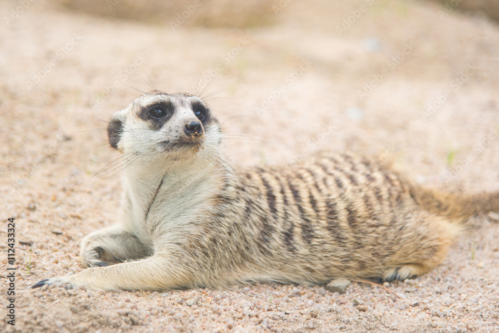 Fototapeta premium Close up of meerkat