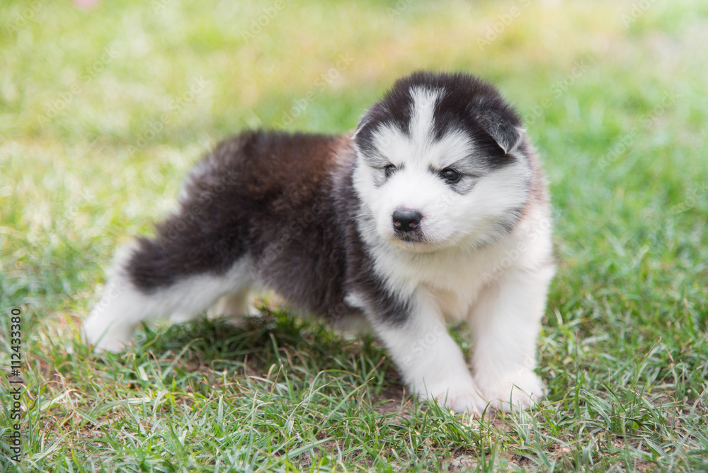 puppy lying on green grass under sunlight puppy lying on green grass under sunlight