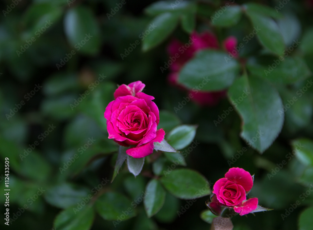 Red rose on a background of green foliage in the garden Red rose on a background of green foliage in the garden