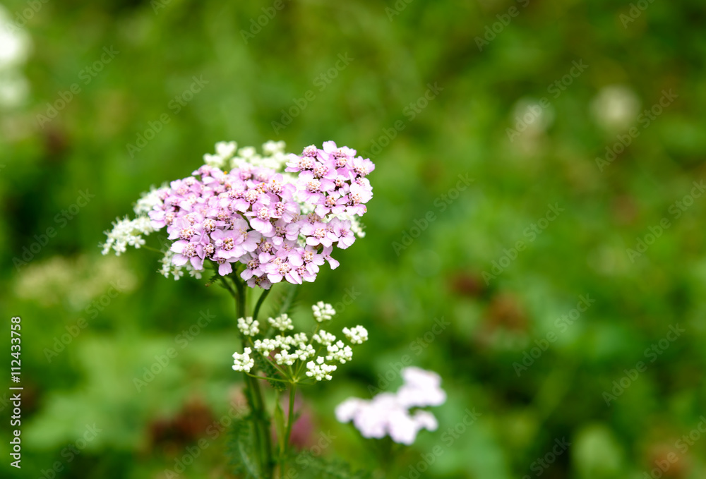 Pink Achillea millefolium flower Pink Achillea millefolium flower