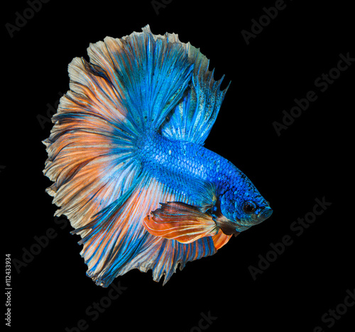 Capture the moving siamese fighting fish