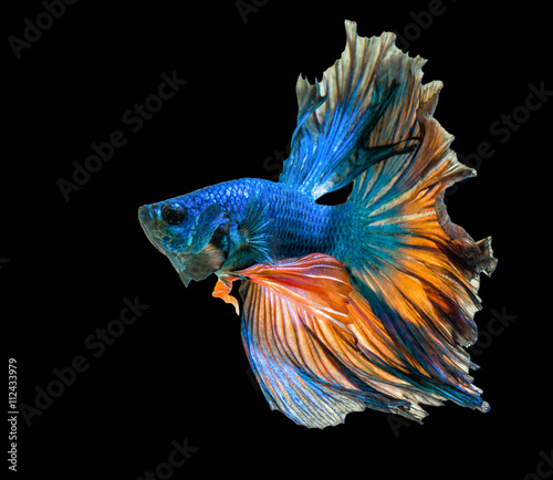 colorful Betta fish, siamese fighting fish