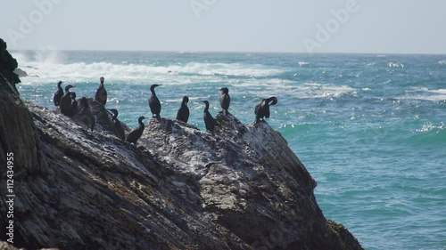 Medium shot of cormorants perched on the rocks near Spooners Cove Beach photo