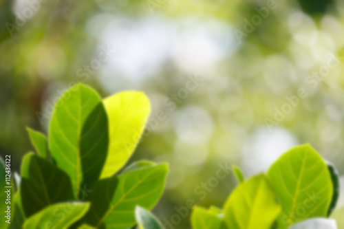 Blur Background Leaves