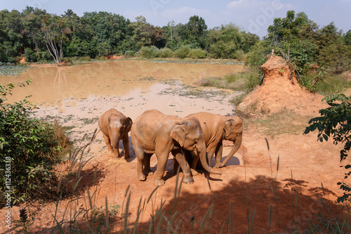 Young Asian elephants Play the salt marsh, movment