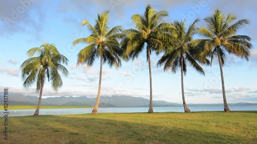  Row of palm trees in Port Douglas Queensland Australia photo