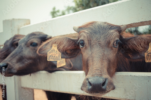 Murrah buffalo photo