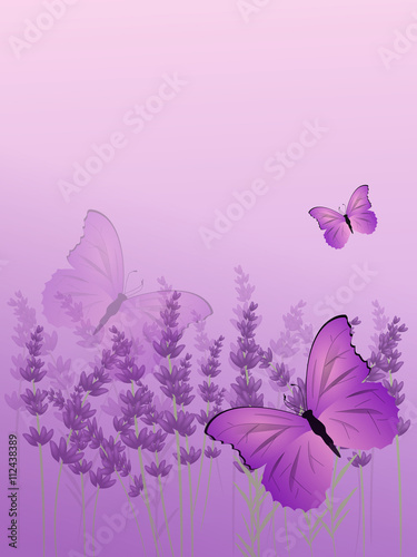 Fototapeta Naklejka Na Ścianę i Meble -  Lavender background with butterfly