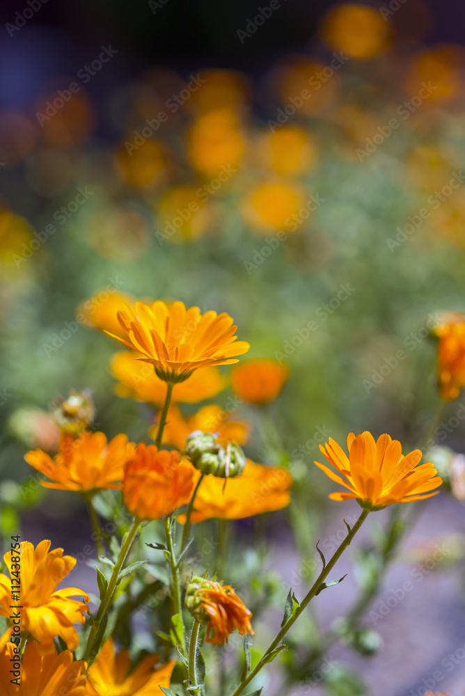 marigold flowers marigold flowers