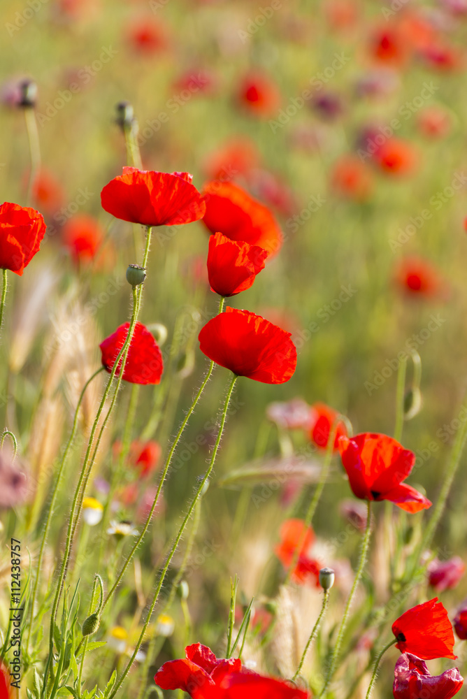 Obraz premium poppies