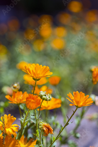 marigold flowers © villorejo