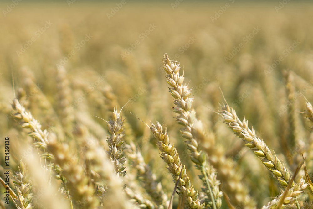 Fototapeta premium wheat field, closeup wheats