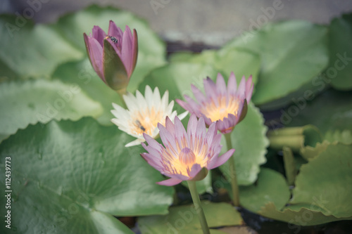 White and purple lotus flower with bee