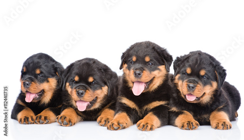 Obraz na plátně Group of puppies Rottweiler lying together in front view. Isolat