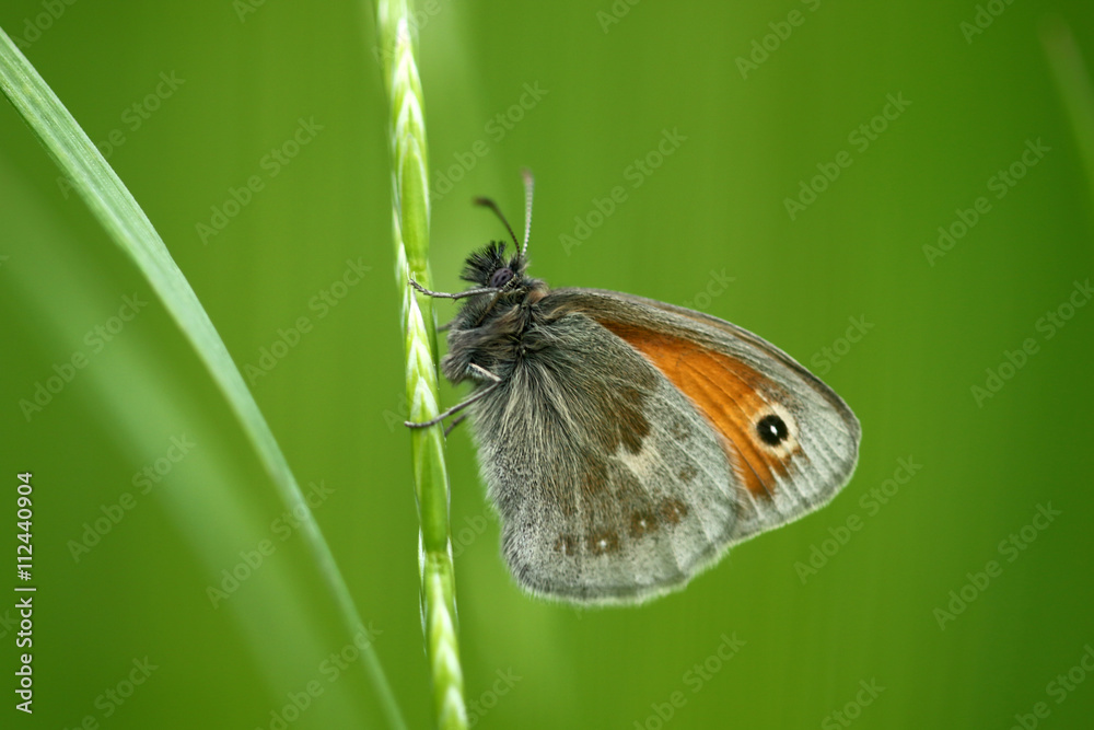 Obraz premium Kleiner Heufalter