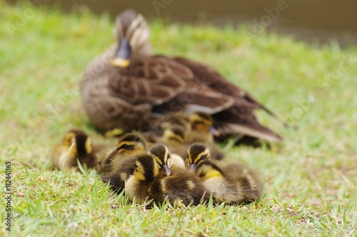 PEACE spot-billed duck　カルガモの兄弟姉妹