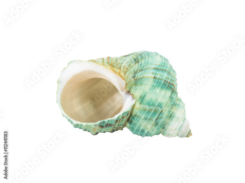 Great green turban sea shell -  Turbo marmoratus Linnaeus
