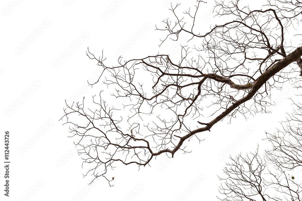 Obraz premium Dry branch
