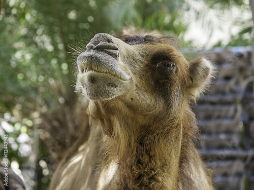Handsome! Camel © tear220828
