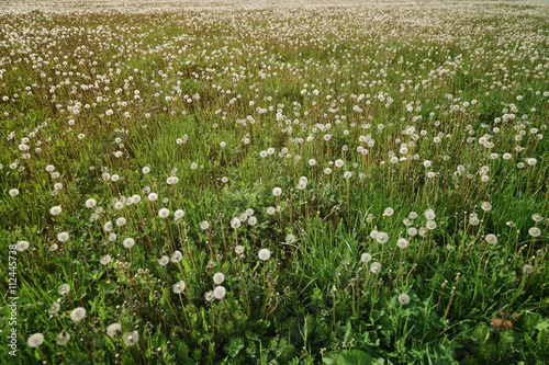 endless dandelion field in sunset light, summertime background