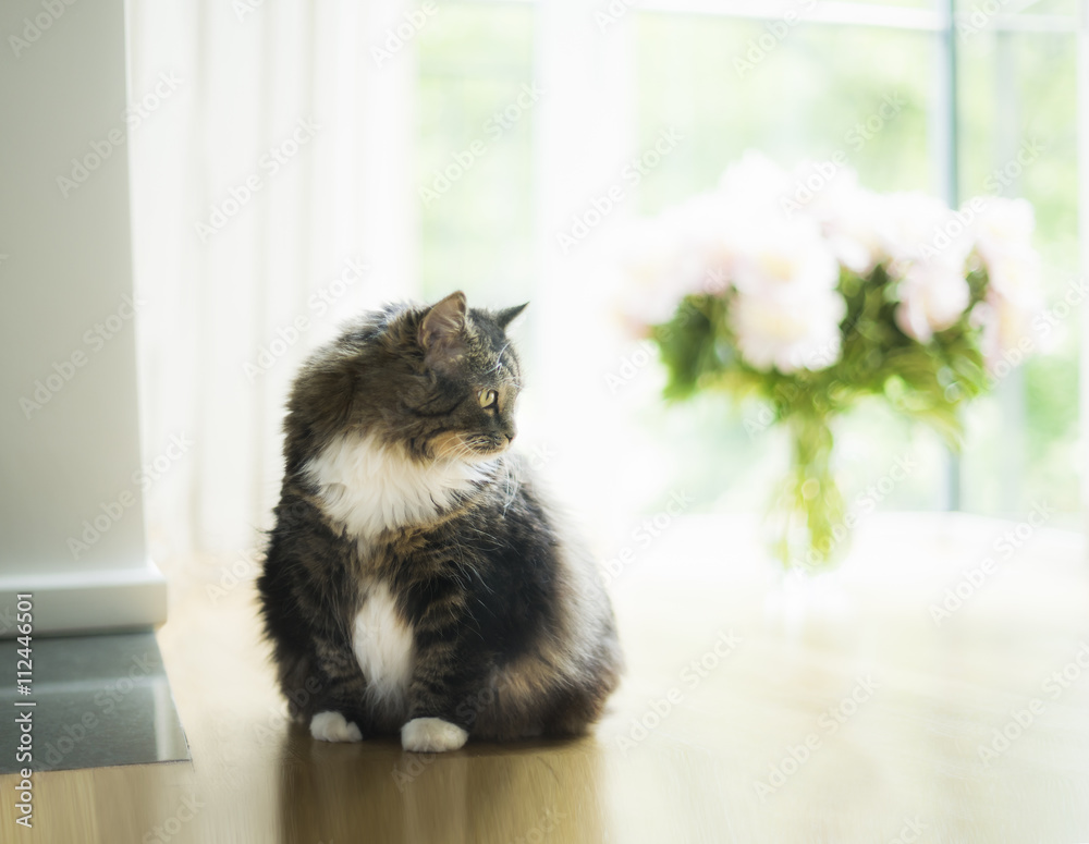 Domestic cat in living room over big window and bouquet  of flowers. Pretty home scene with cat